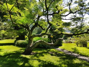botanical-garden-oslo-by-dina-johnsen-7-WEB